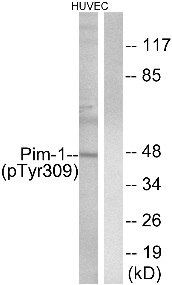 p-PIM1 (Y309) Ab