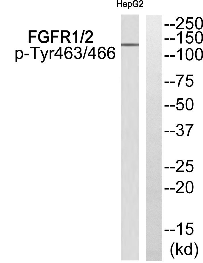 p-FGFR1/2 (Y463/Y466) Ab