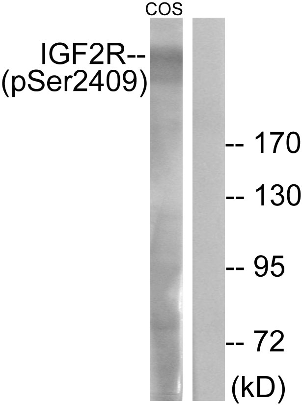 p-IGF2R (S2409) Ab