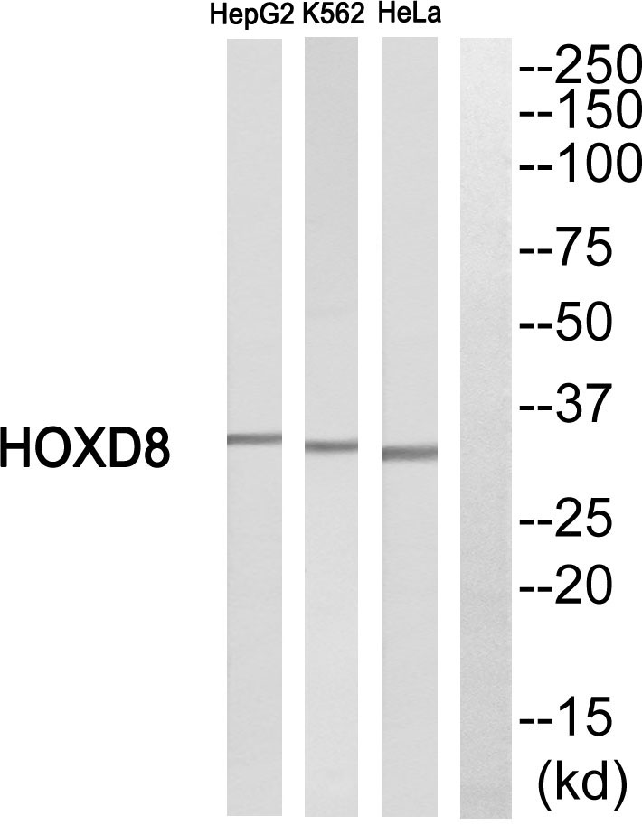 HOX D8 Ab