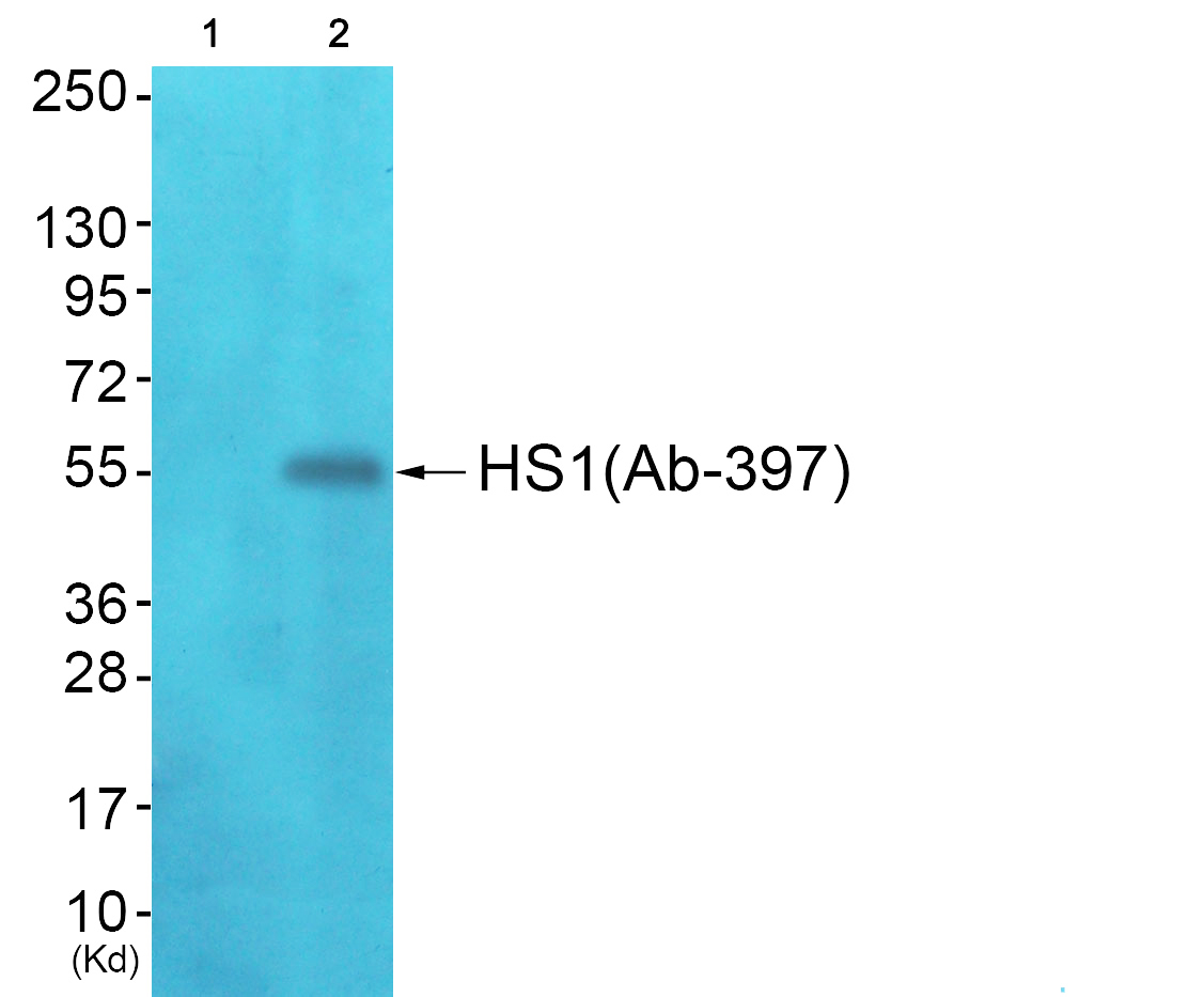 HCLS1 Ab