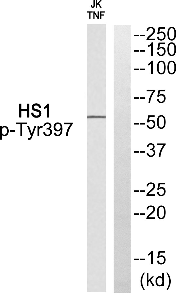 p-FPS (Y397) Ab