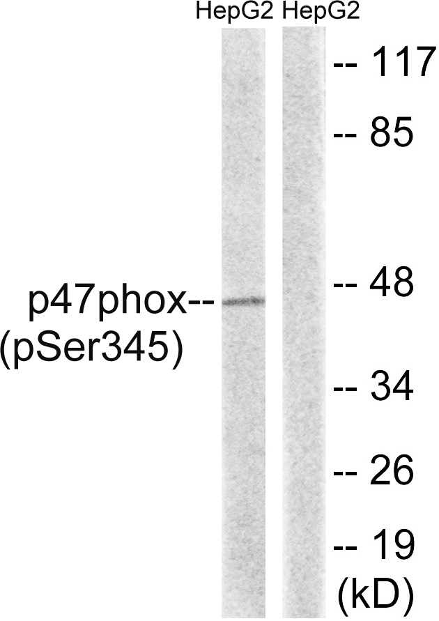 p-p47 phox (S345) Ab