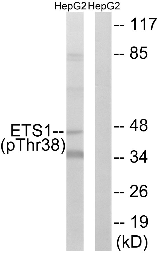 p-ETS1 (T38) Ab