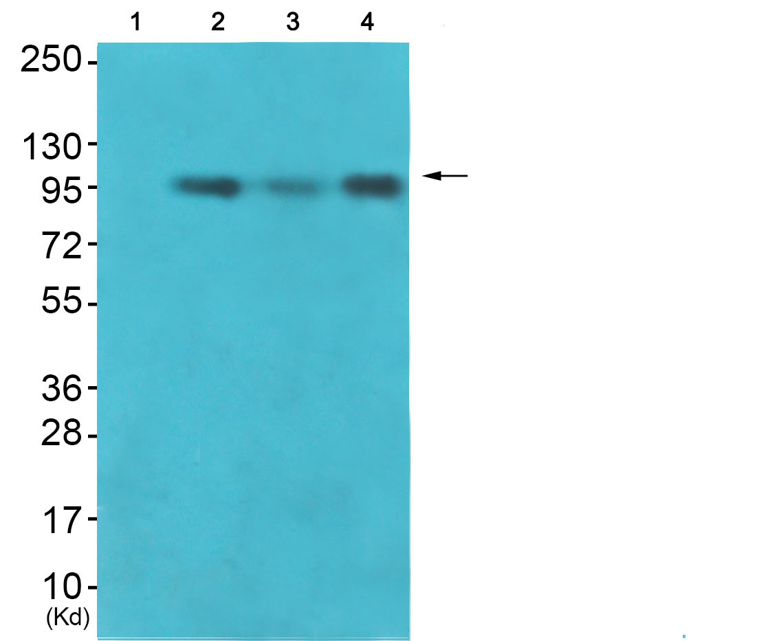 VAV1 Ab