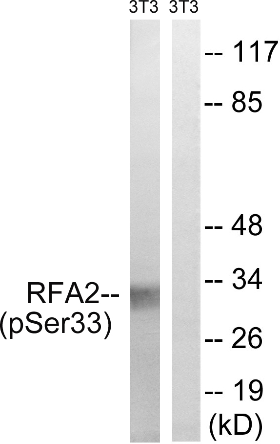 p-RPA2 (S33) Ab