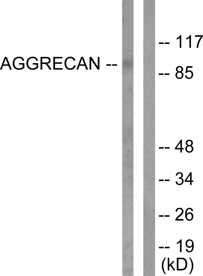 Cleaved-Aggrecan (D369) Ab