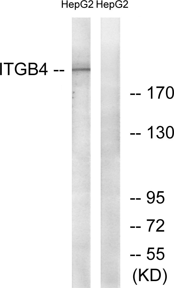 Integrin beta 4 Ab