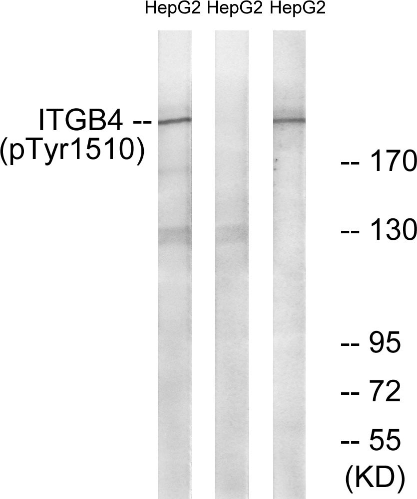 p-Integrin beta 4 (Y1510) Ab