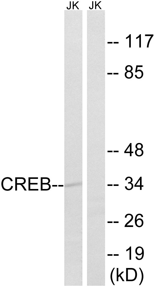 CREB1 Ab