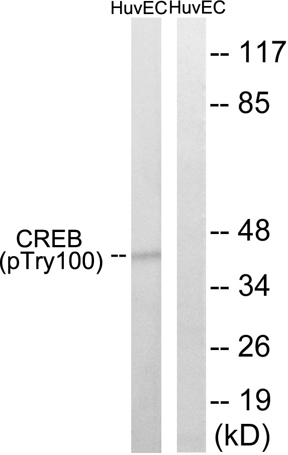 p-CREB1 (T100) Ab