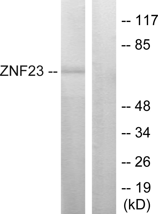 ZNF23 Ab