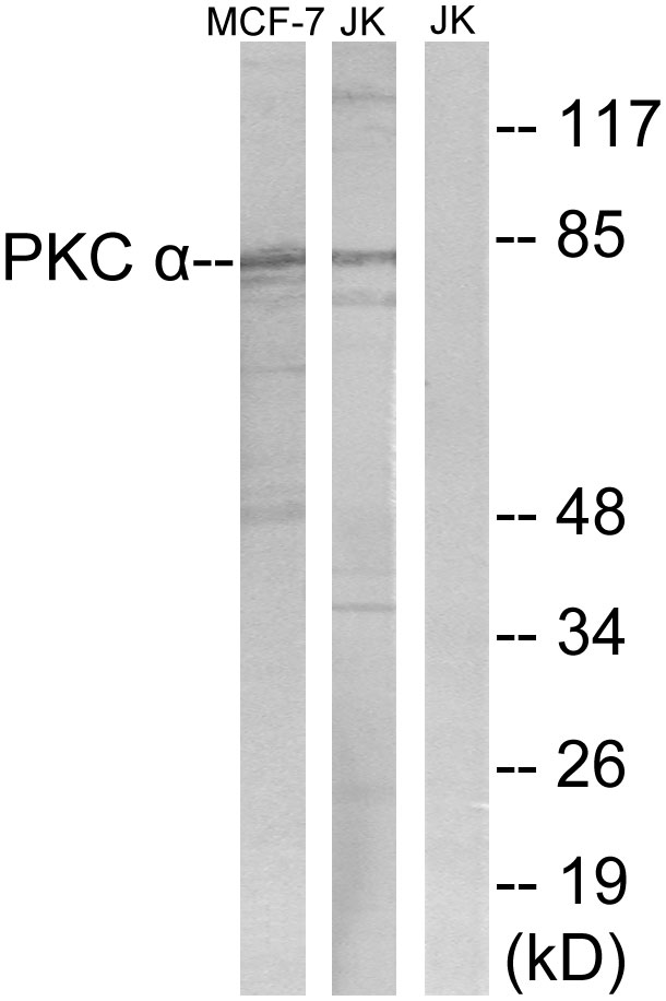 PKC alpha Ab