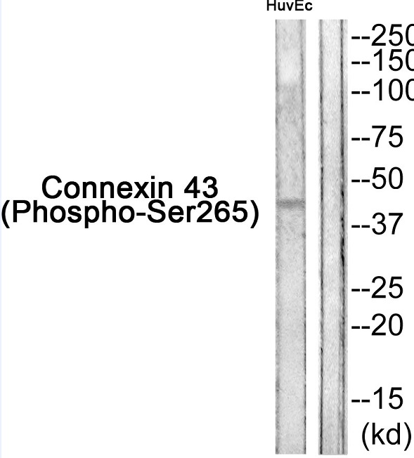 p-Connexin 43 (S262) Ab