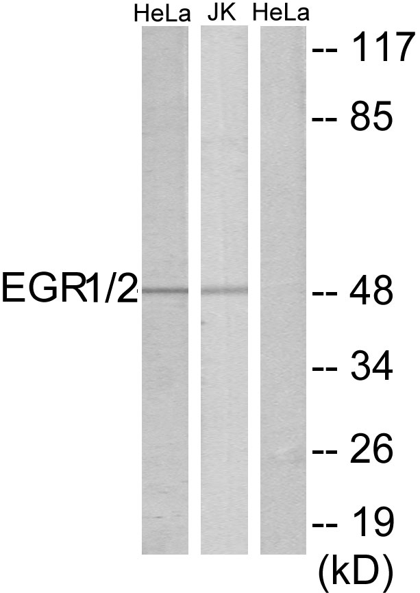 EGR 1/2 Ab