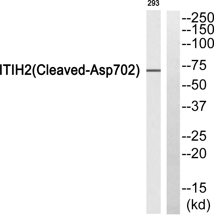 ITI heavy chain H2 Ab