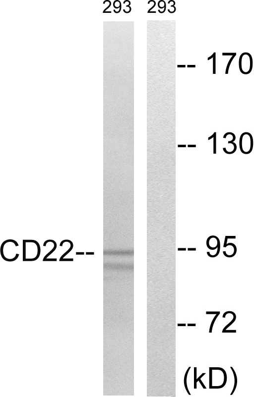 CD22 Ab