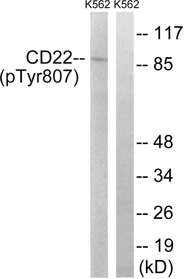 p-CD22 (Y807) Ab