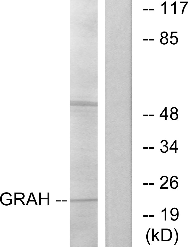 Granzyme H Ab