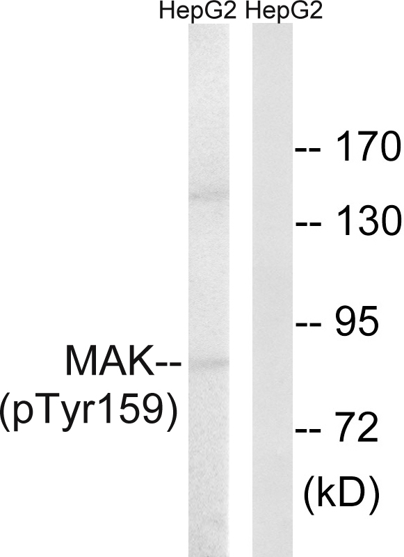 p-MAK (Y159) Ab