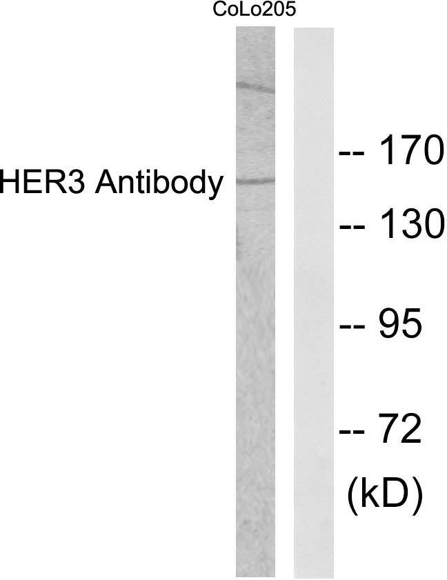 ErbB3 Ab