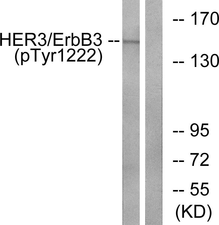 p-ErbB3 (Y1222) Ab