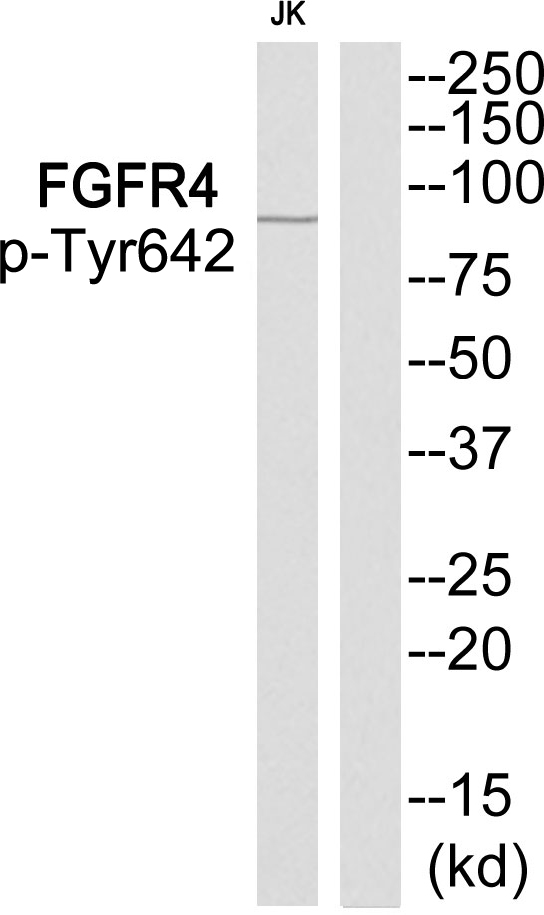 p-FGFR4 (Y642) Ab