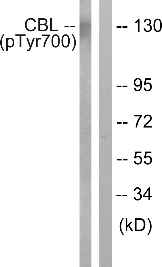 p-CBL (Y700) Ab