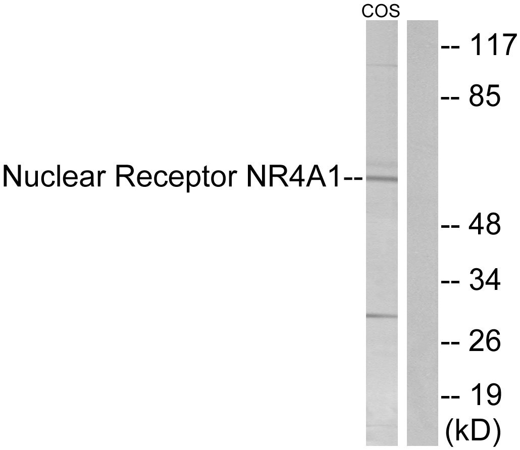 NR4A1 Ab