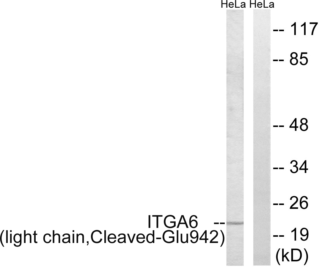 Integrin alpha 6 light chain Ab