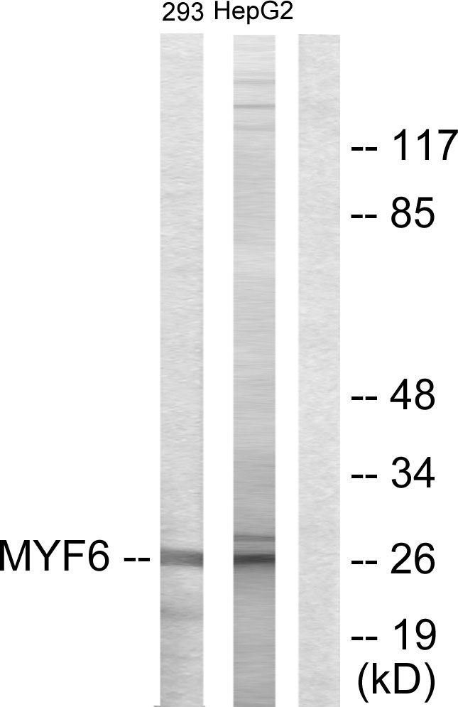 MYF6 Ab