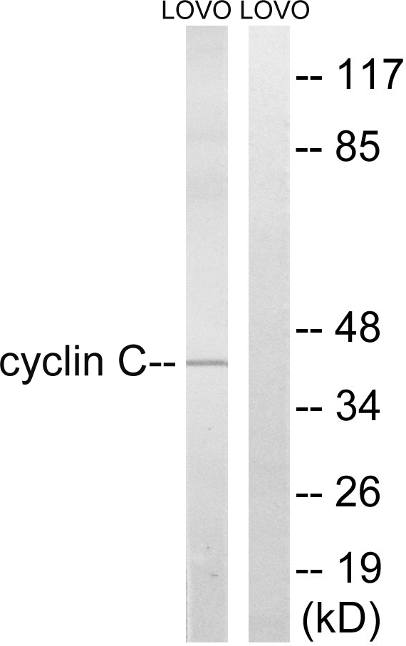 Cyclin C Ab