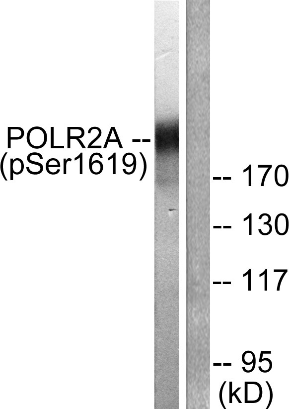 p-POLR2A (S5) Ab