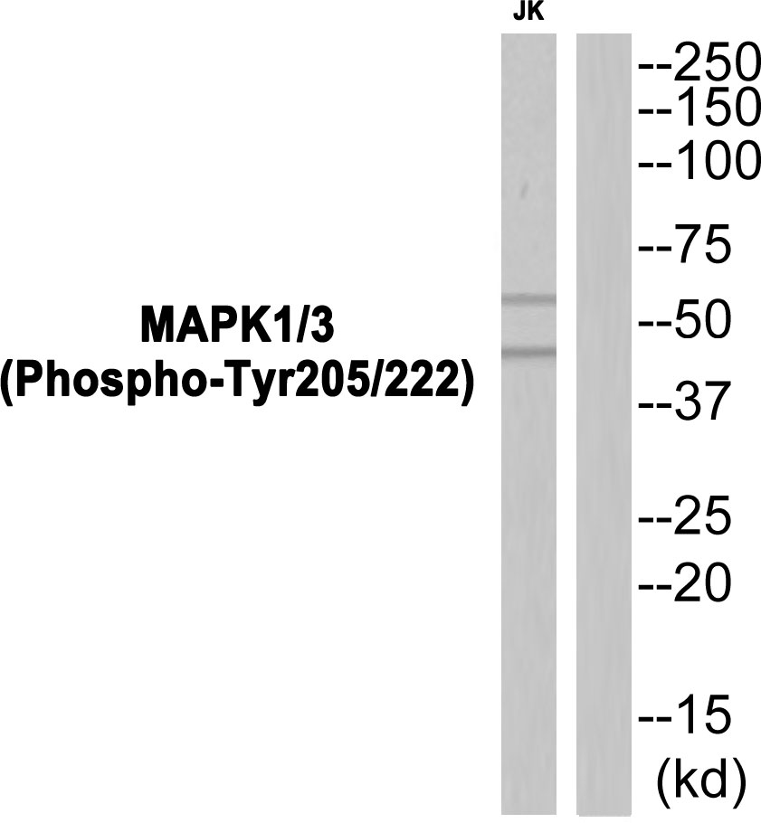 p-ERK1/2 (Y205/Y222) Ab