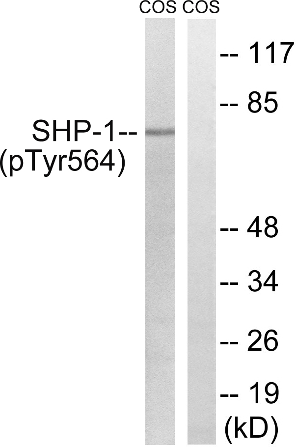 p-SHP1 (Y564) Ab