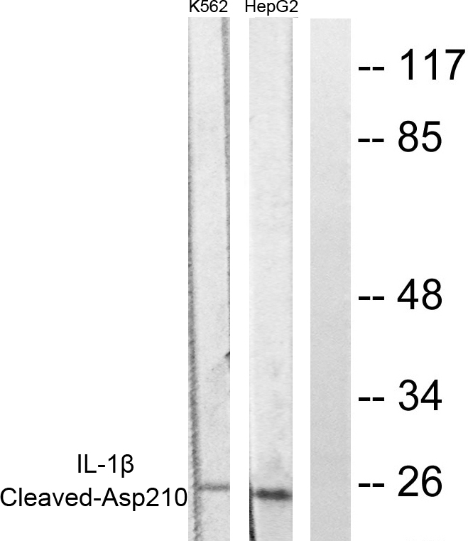 Cleaved-Caspase 1 p20 Ab