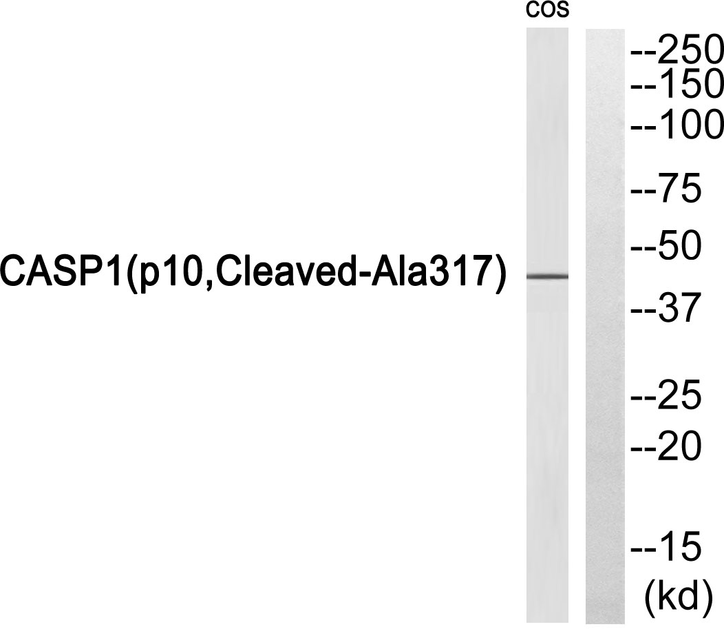 Cleaved-Caspase 1 p10 Ab