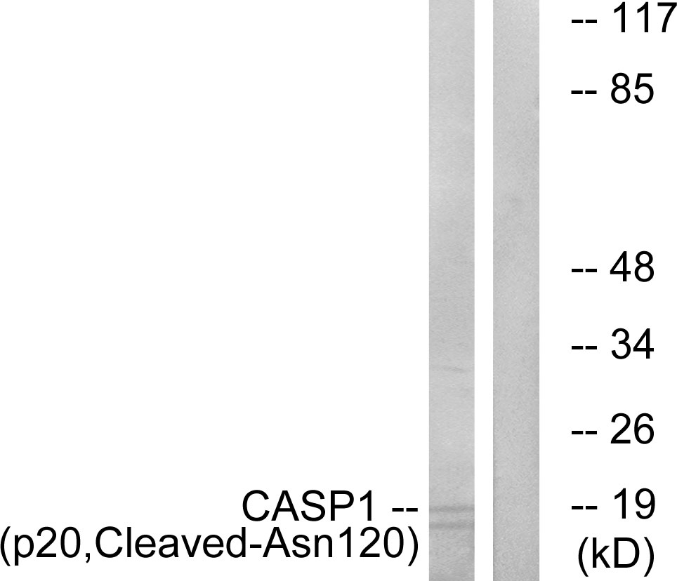 Cleaved-Caspase 1 p20 Ab