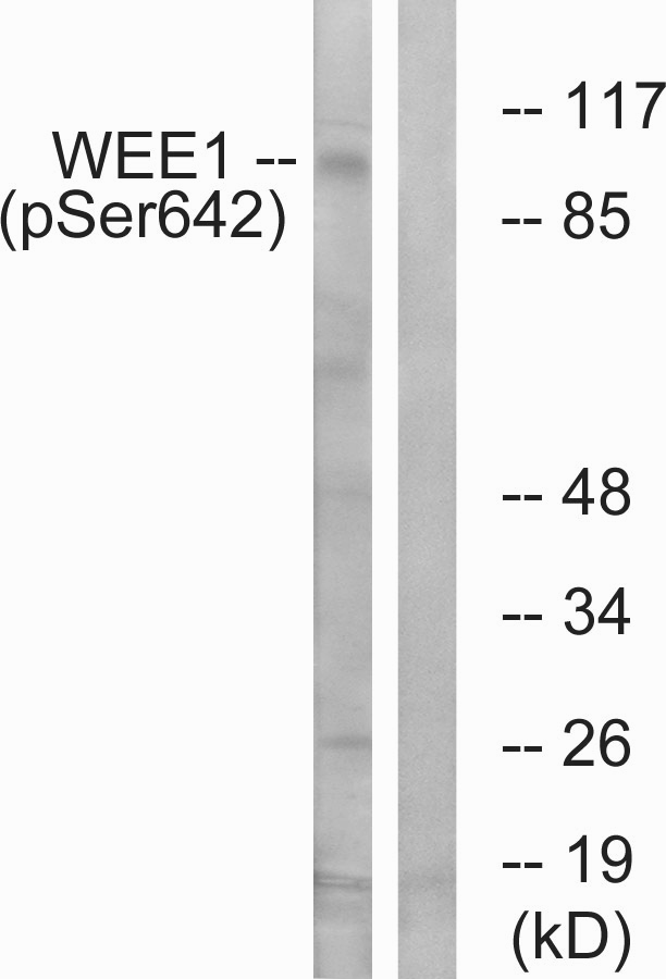 p-WEE1 (S642) Ab