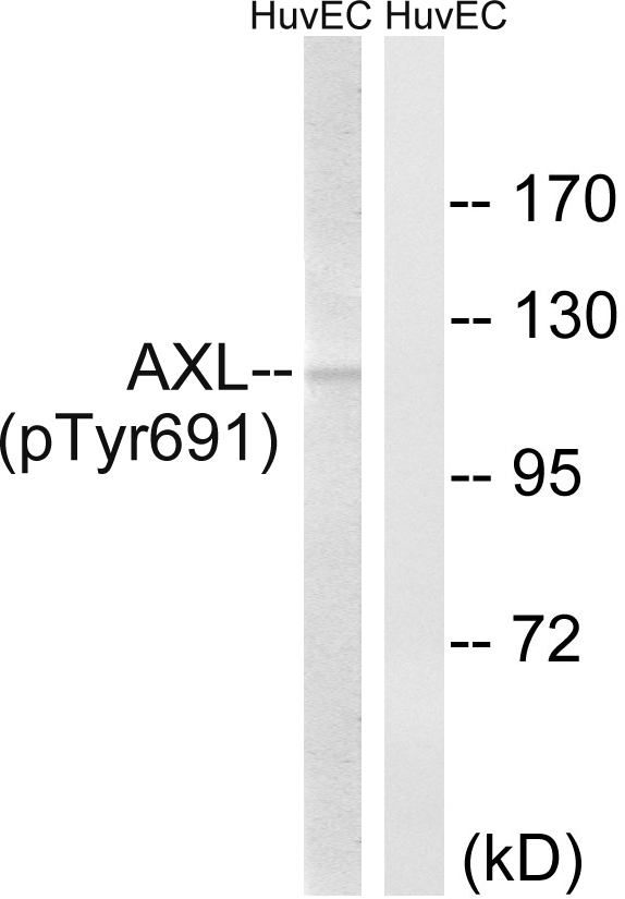 p-AXL (Y693) Ab