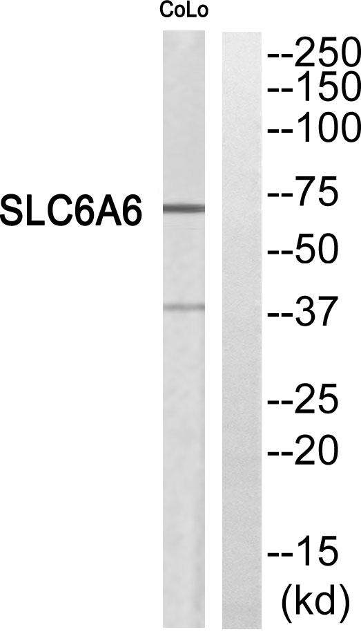 SLC6A6 Ab