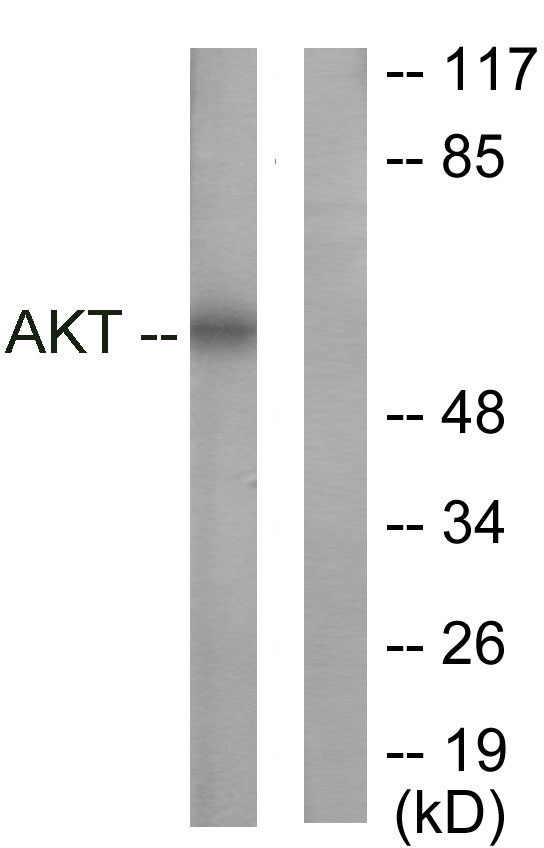 AKT1 Ab