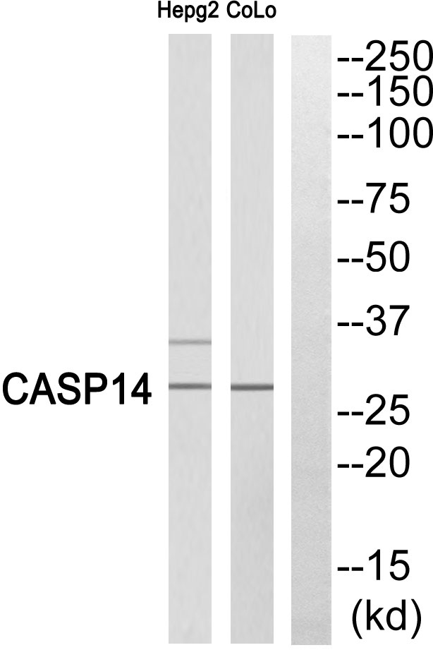 Cleaved-Caspase 14 p10 Ab