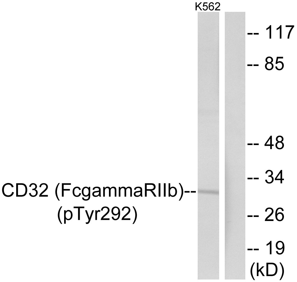 p-FCGR2B (Y292) Ab