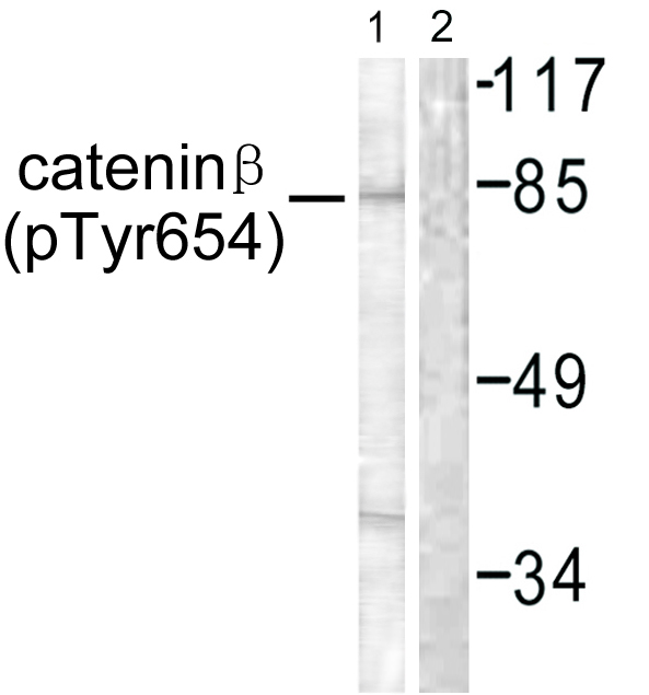 p-beta Catenin (Y654) Ab