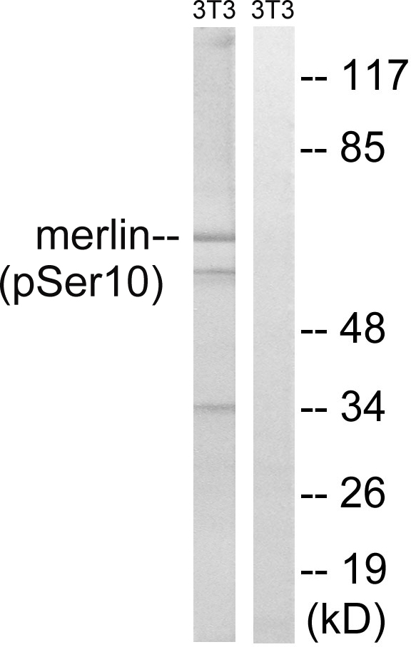 p-Merlin (S10) Ab