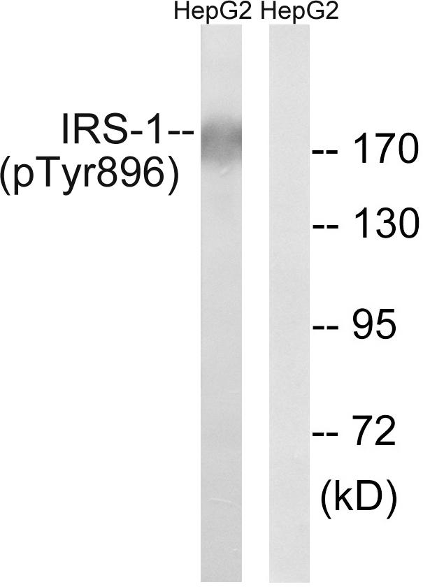 p-IRS 1 (Y896) Ab