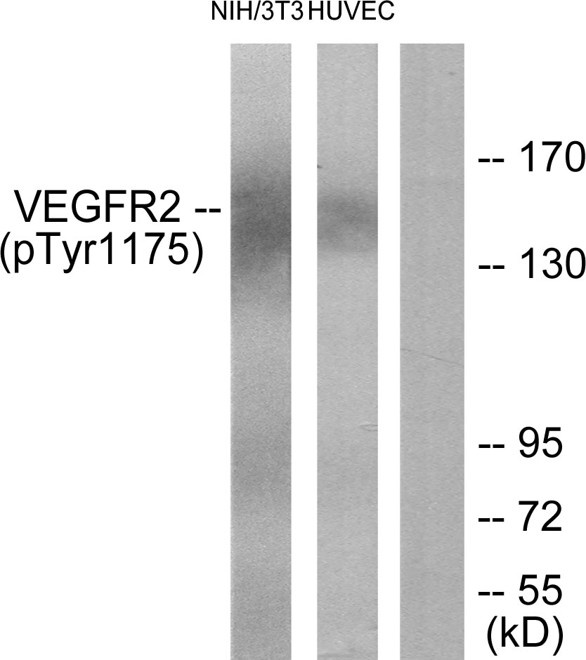 p-VEGFR 2 (Y1175) Ab