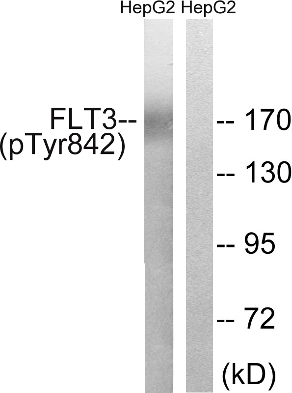 p-FLT3 (Y842) Ab