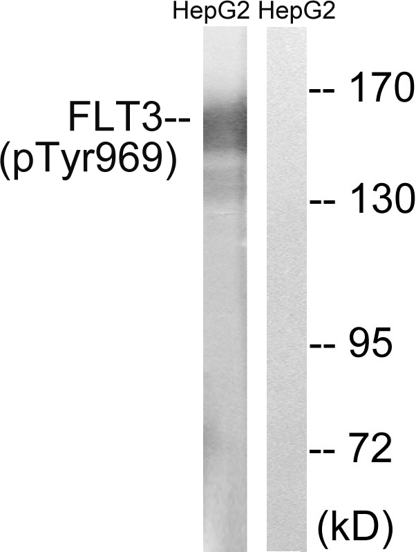 p-FLT3 (Y969) Ab